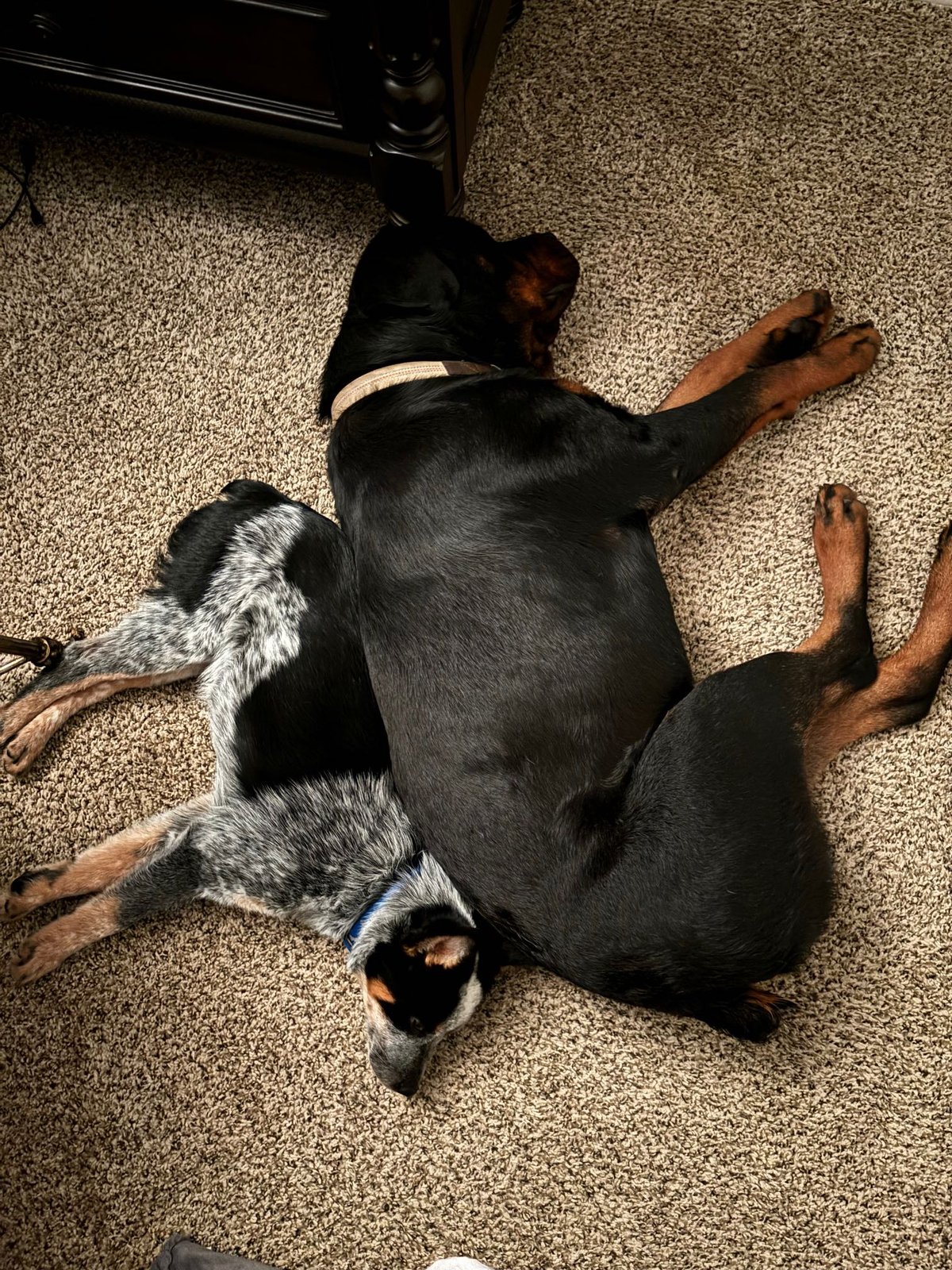 Lost Dog in Moore, Oklahoma — listing photo