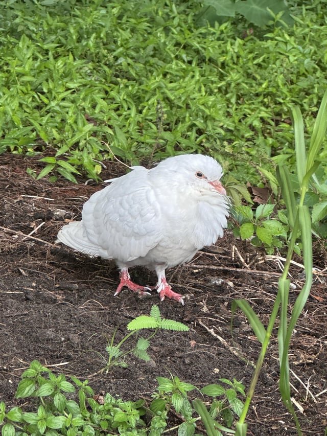 lost pet in Greenwood, Indiana
