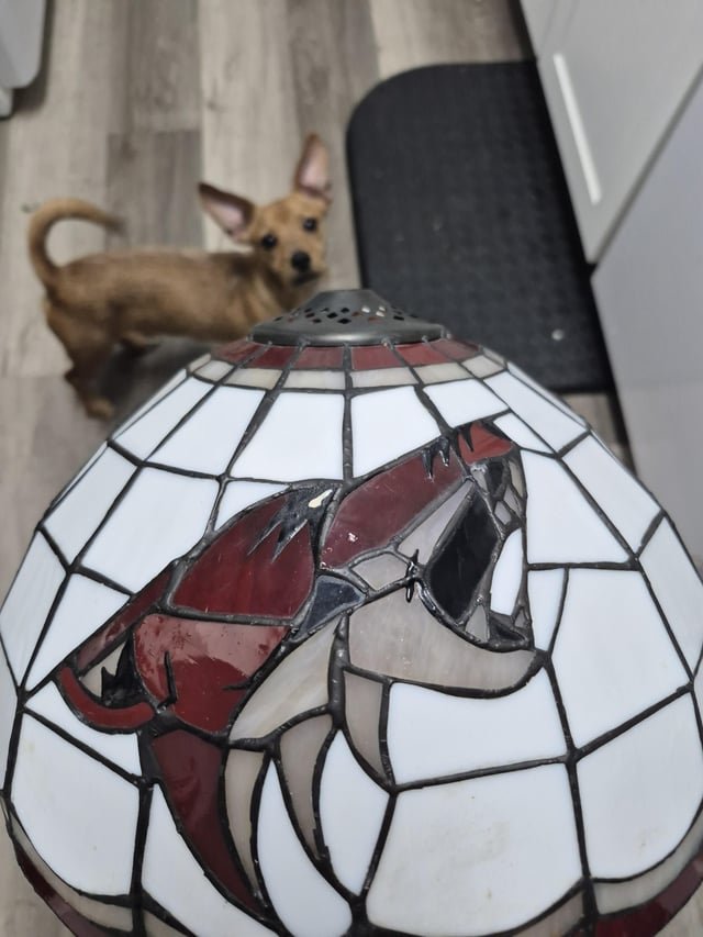 Found Dog in Phoenix, Arizona — Super cool thrift find!
