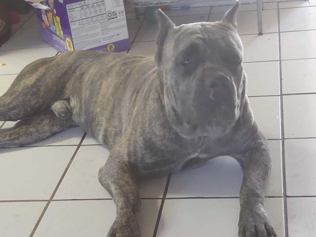 Found Dog in Waterman Avenue rd San Bernardino California — listing photo
