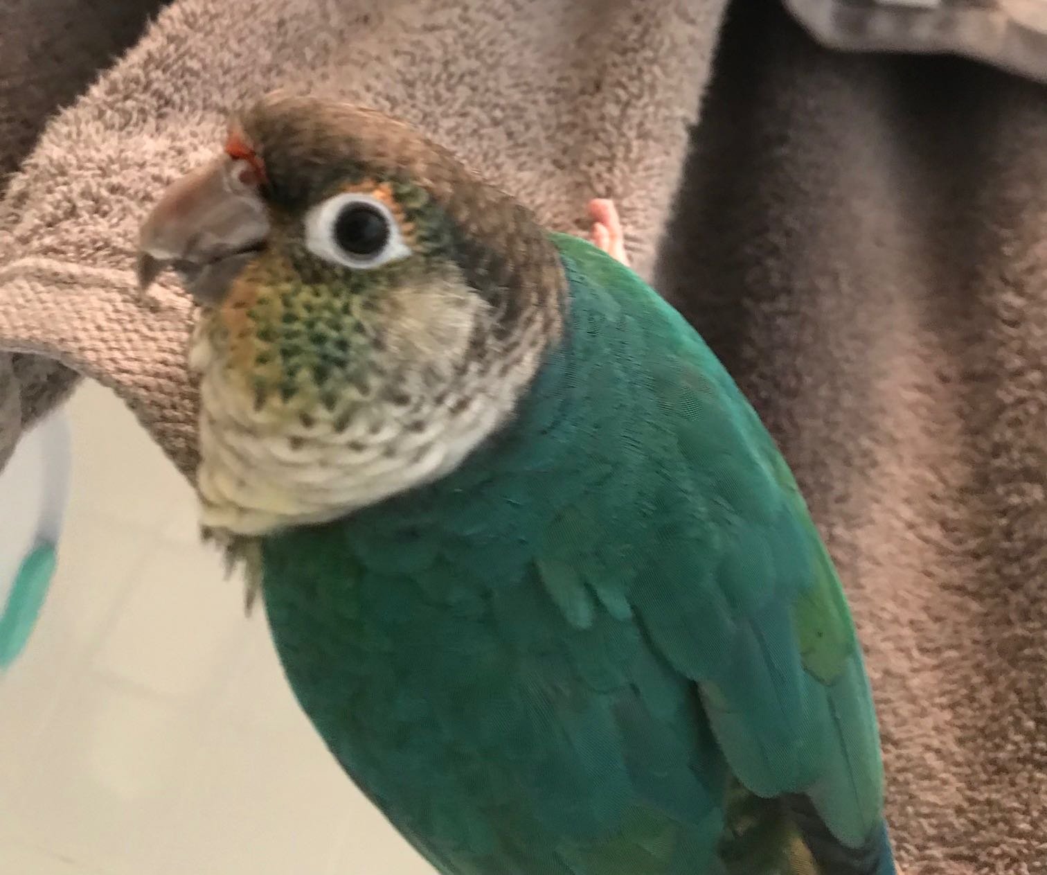 Lost Pet in St. Petersburg, Florida — listing photo