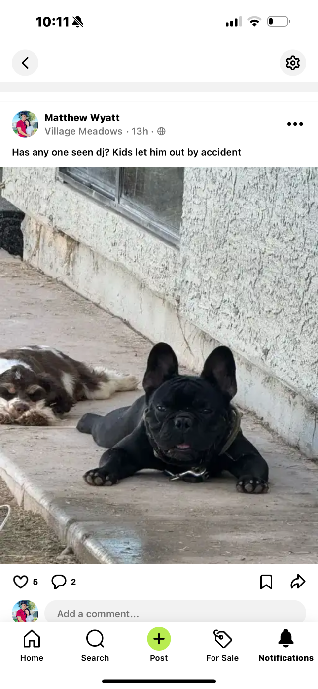 Lost Dog in Glendale, Arizona — listing photo