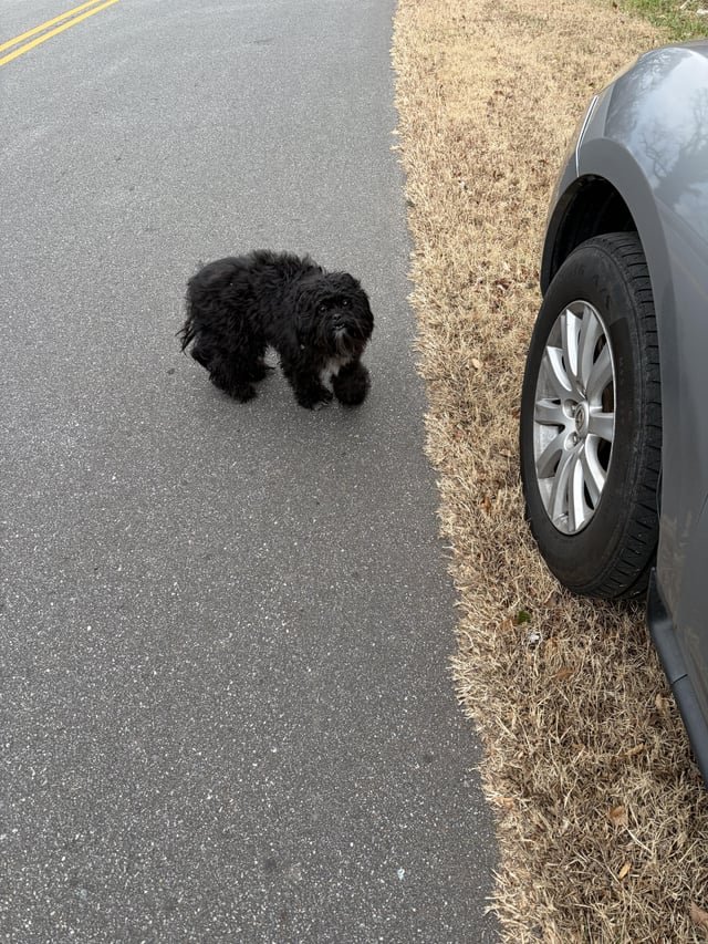 Found Dog in Winston-Salem, North Carolina — listing photo