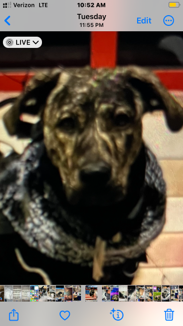 Lost Dog in Lake Montezuma — listing photo