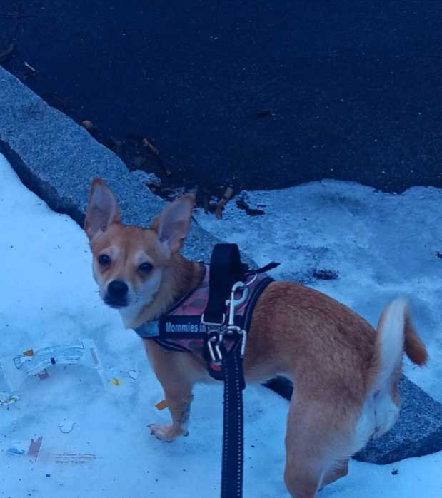 Lost Dog in Fresno, California — listing photo