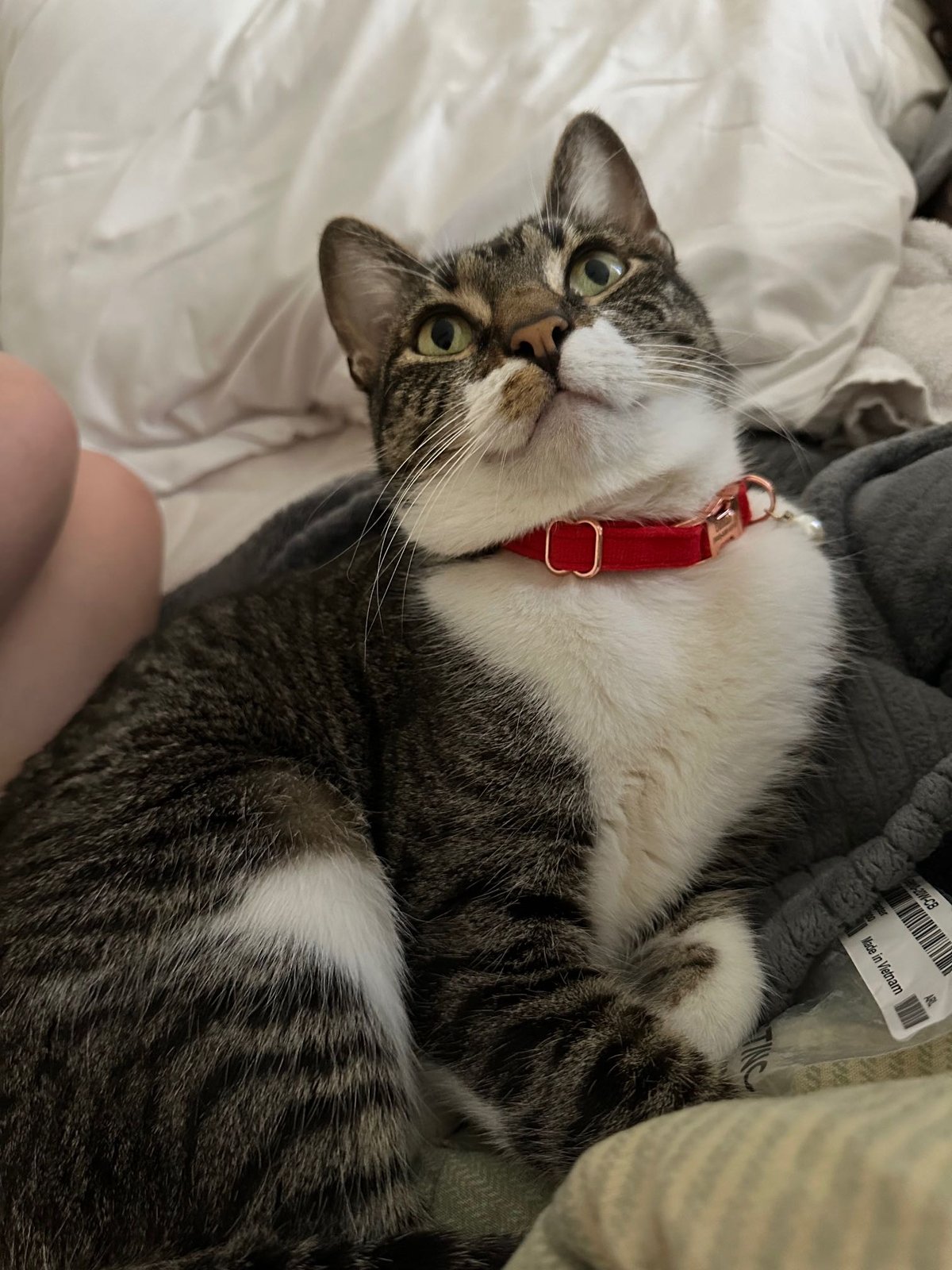 Lost Cat in Phelan — listing photo