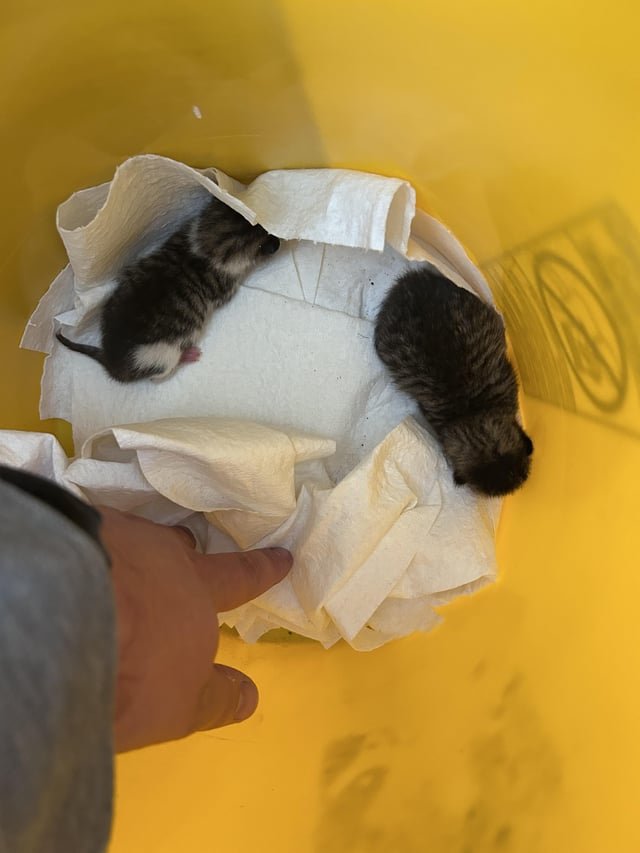 found cat in Columbus, Ohio
