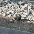 Lost Pet in Columbus, Georgia — Possible (pet?) cayuga duck in our lake? Not bird expert tho. (More info below)