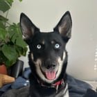Lost Dog in Portland, Oregon — Young female husky mix up for adoption!