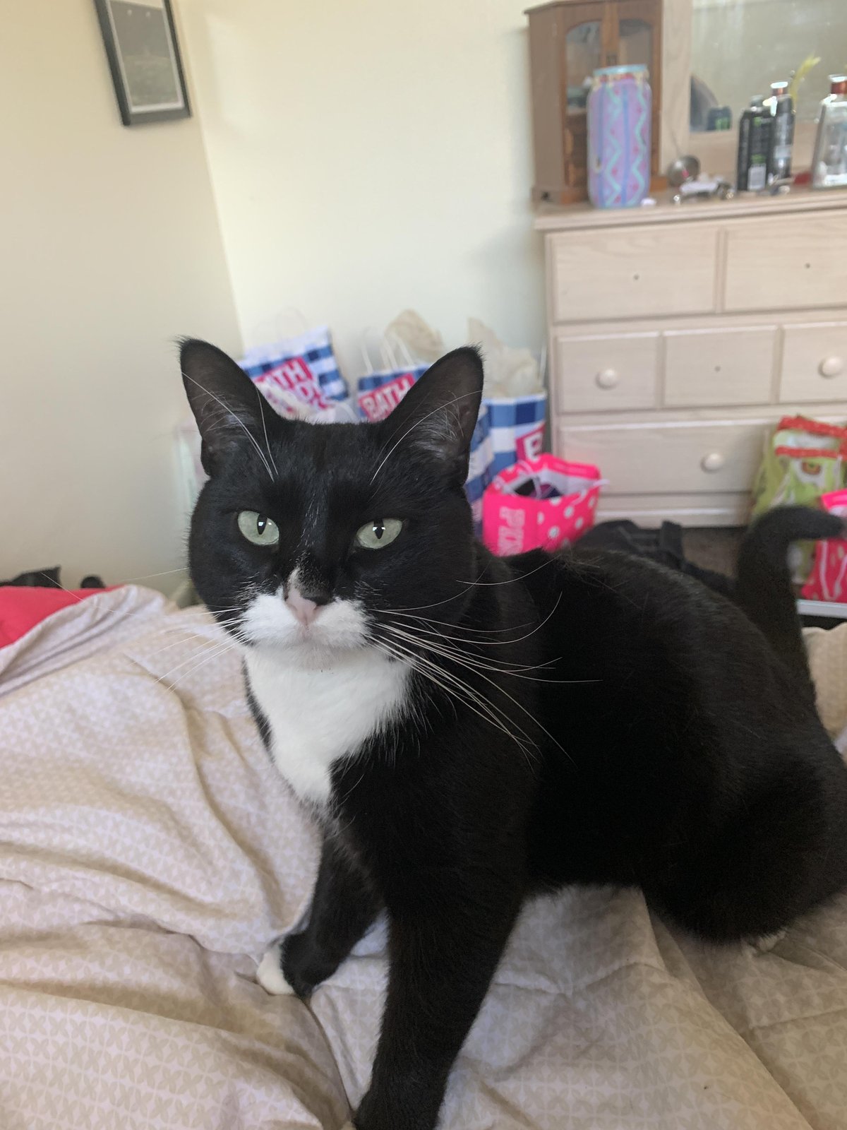 Lost Cat in Denver, Colorado — listing photo