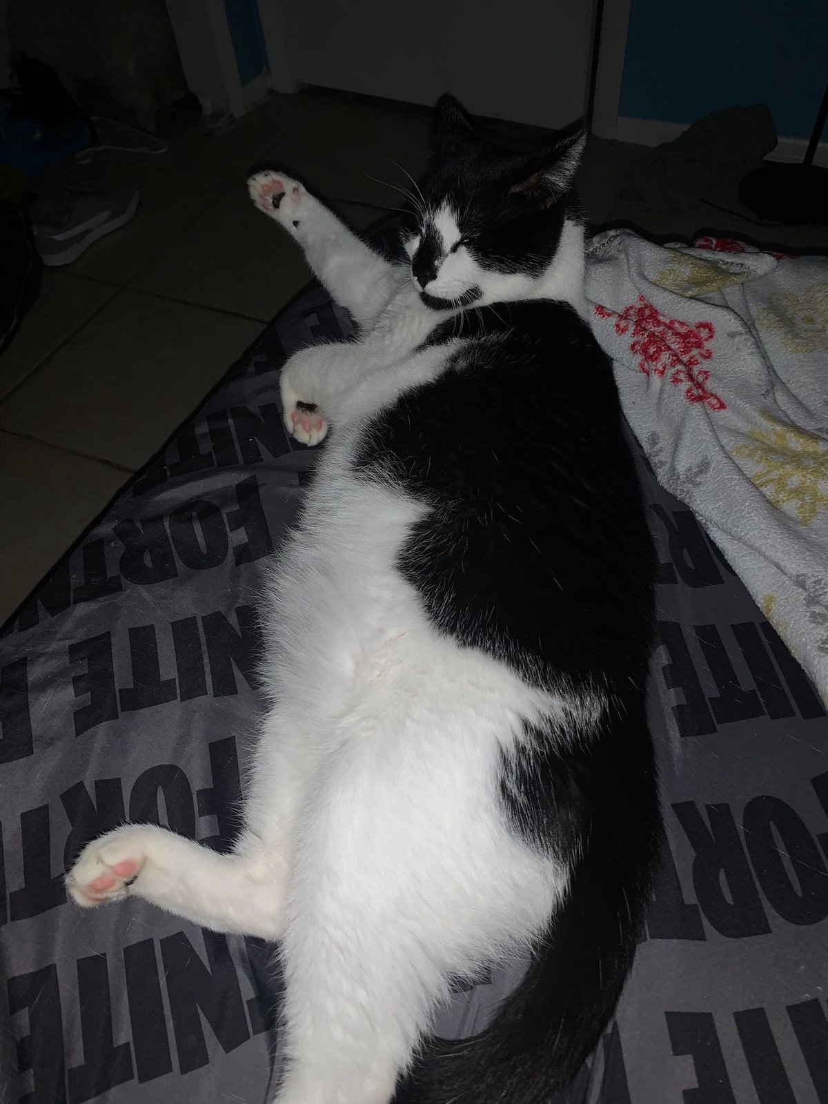 Lost Cat in Deltona, Florida — listing photo