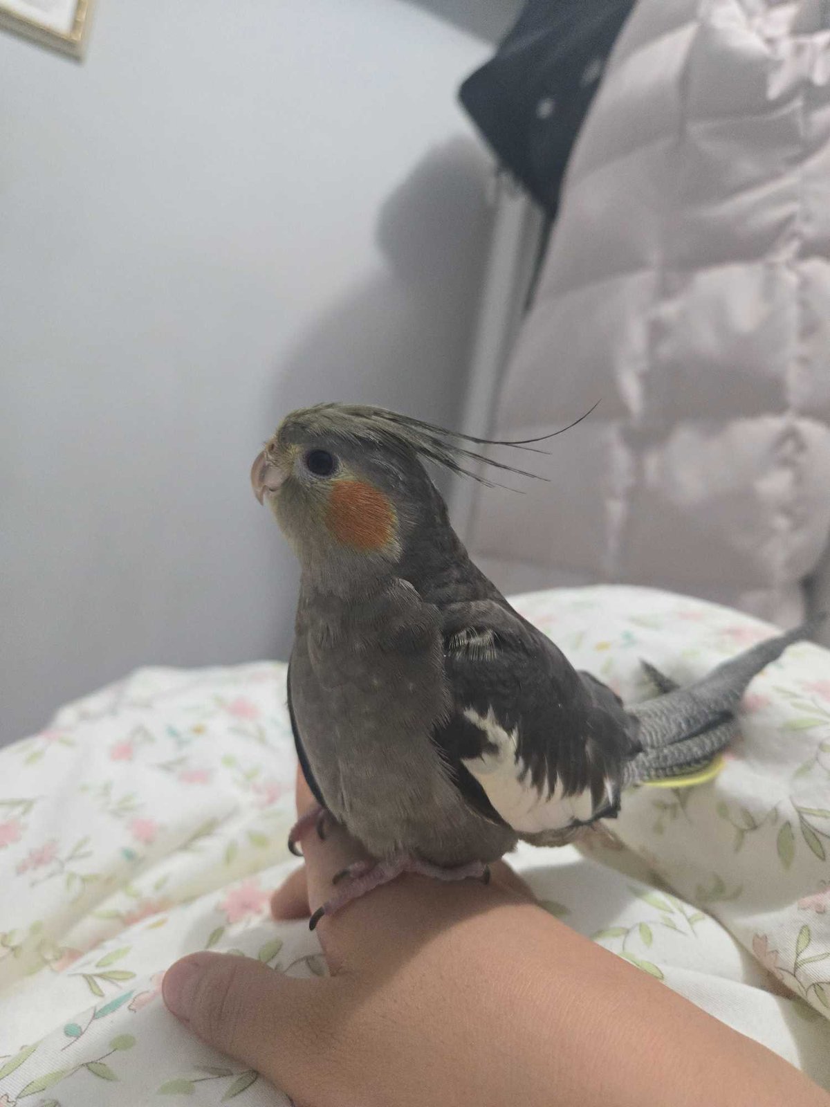 Lost Pet in Flushing — listing photo