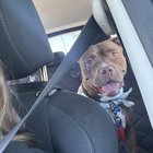 found dog in Nashville, Tennessee