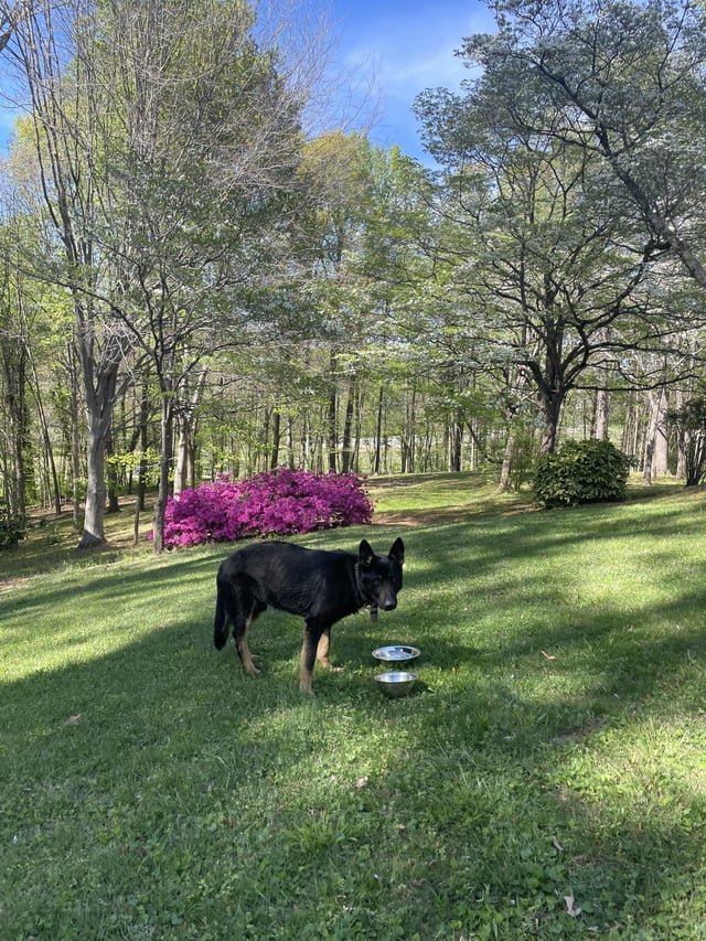 Found Dog in Winston-Salem, North Carolina — listing photo