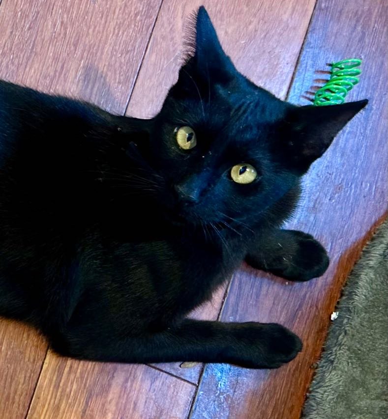 Lost Cat in Gardena, California — listing photo