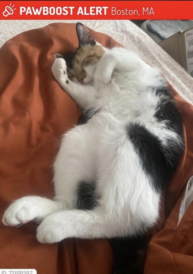 lost cat in Boston, Massachusetts