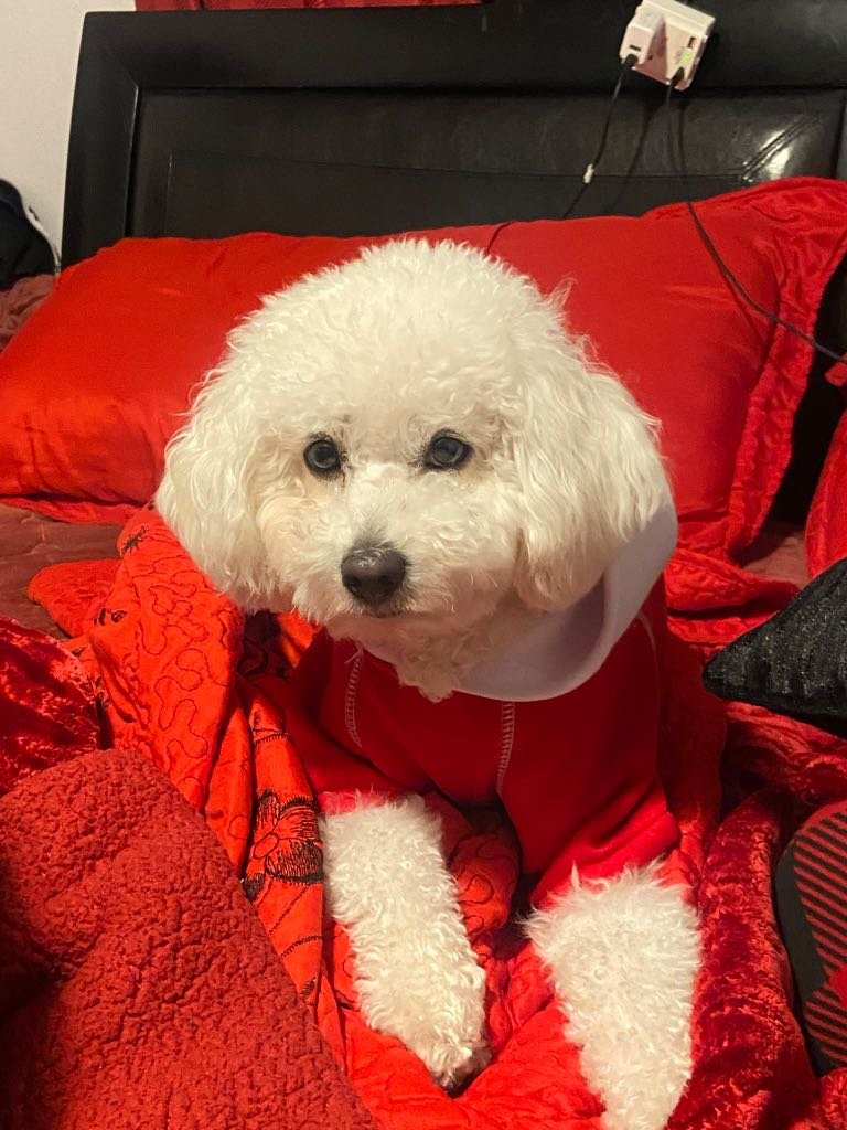 Lost Dog in San Jose, California — listing photo
