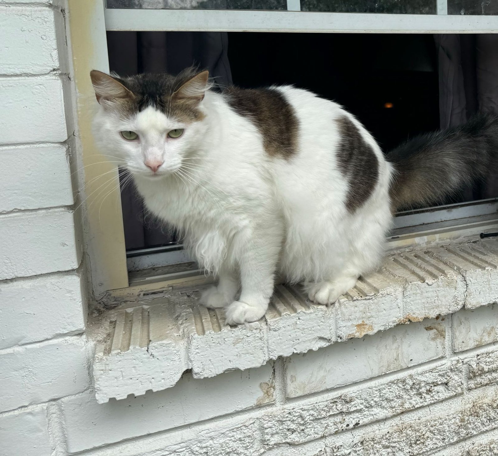 Lost Cat in Pasadena, California — listing photo