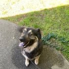Found Dog in Sacramento, California — Dog found