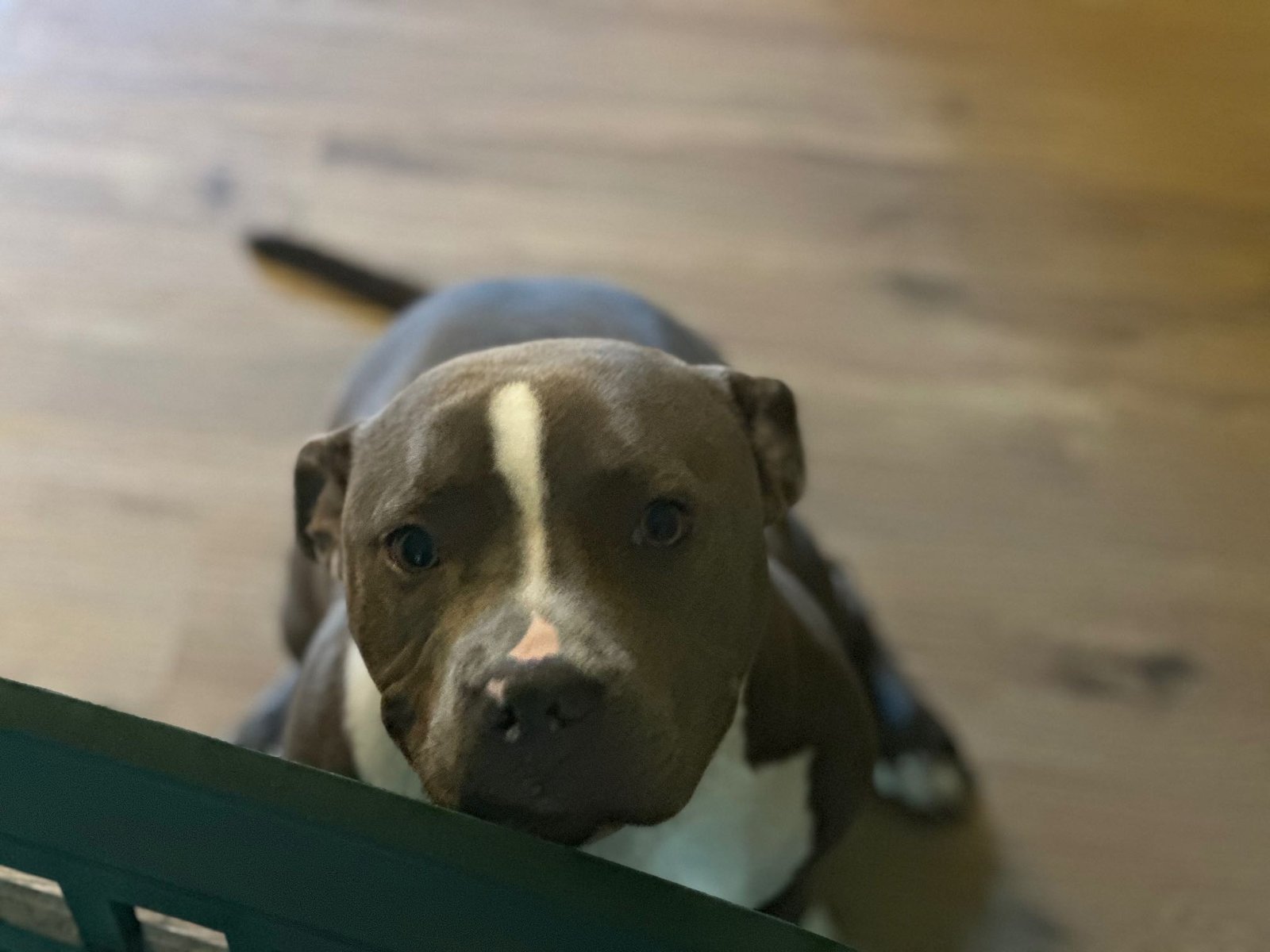 Lost Dog in Corpus Christi, Texas — listing photo