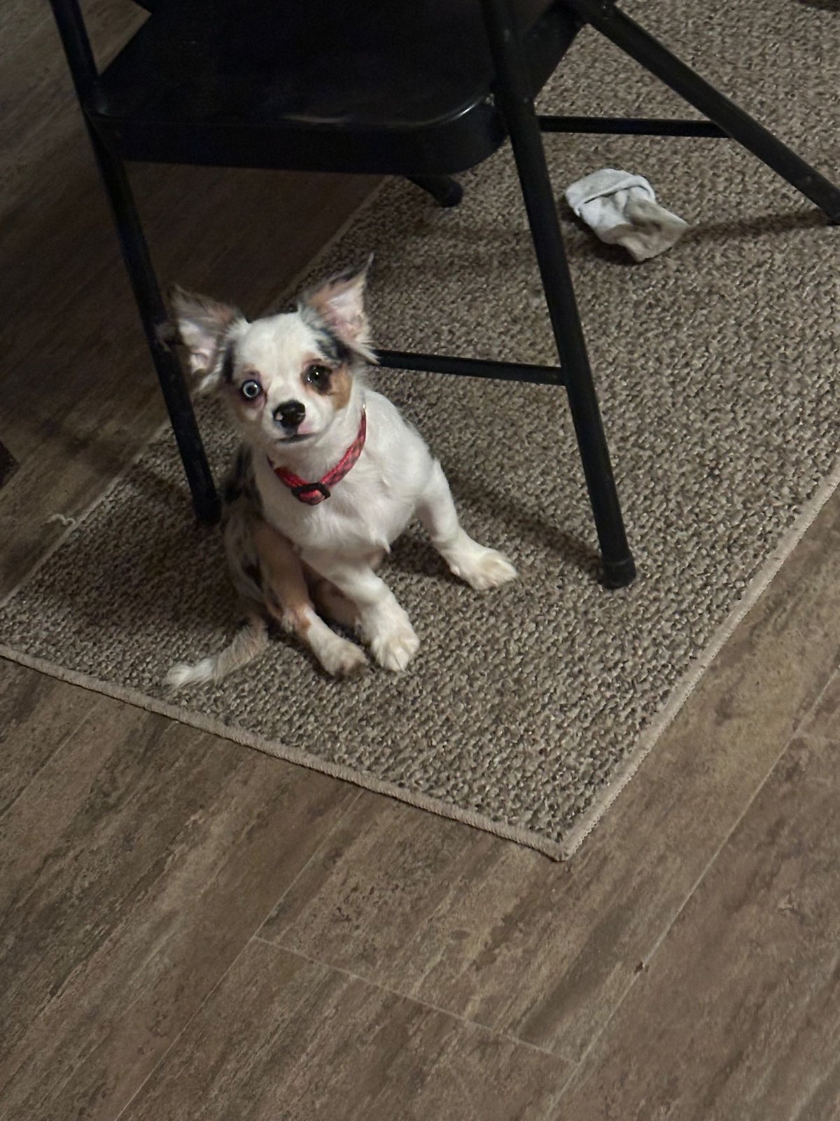 Lost Dog in Florence, Alabama — listing photo