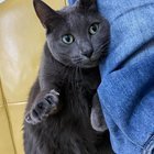 lost cat in Irvine, California