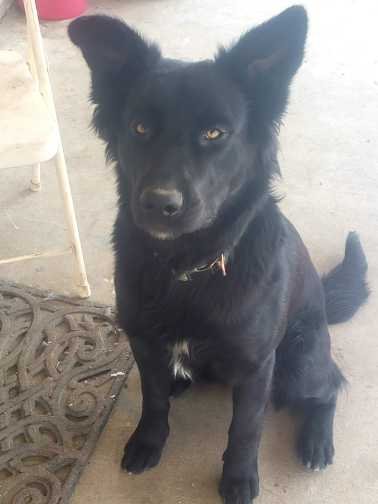 Lost Dog in Fresno, California — listing photo