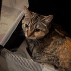 Found Cat in Portland, Oregon — listing photo