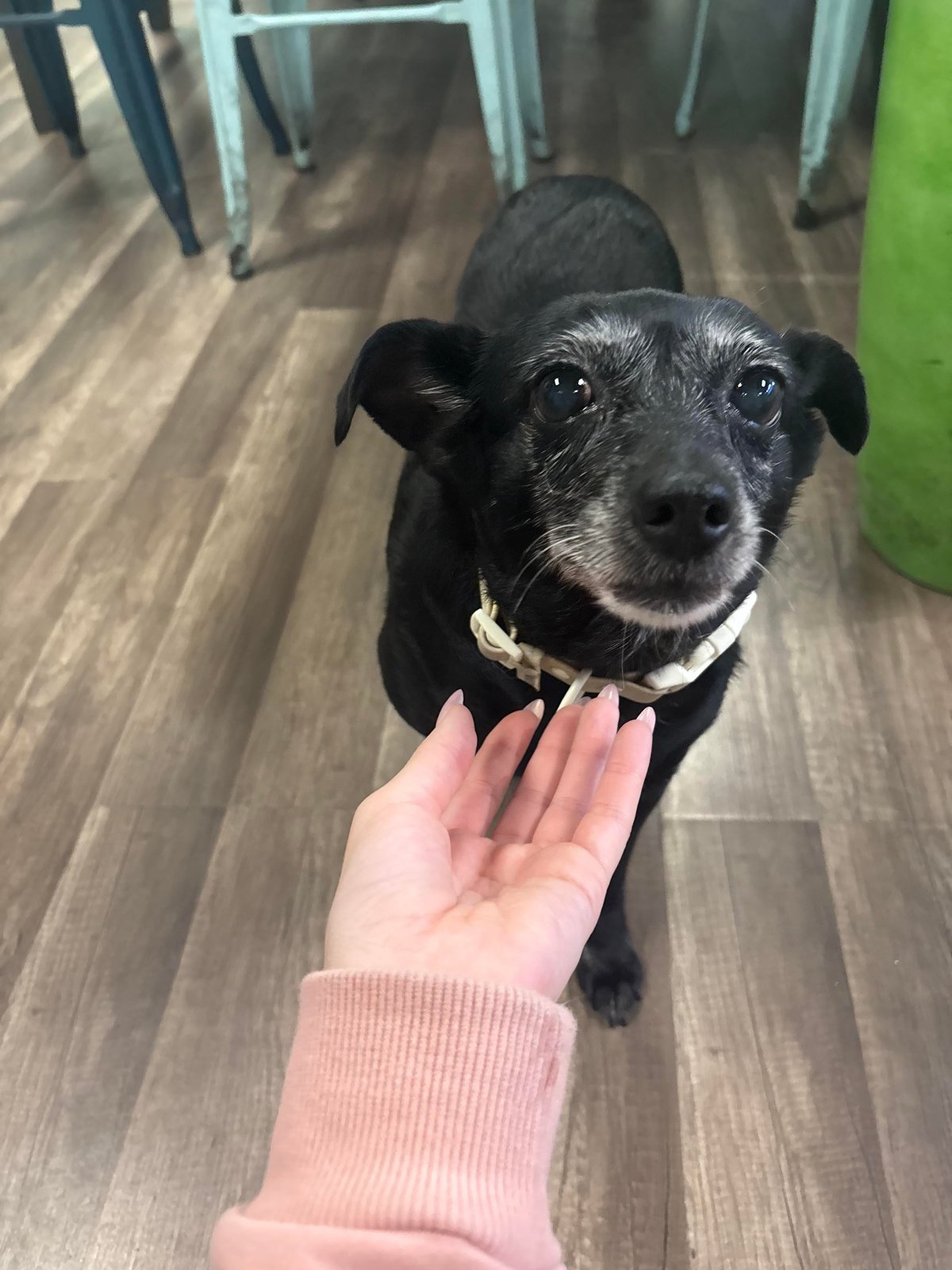 Pet alert in Miami, Florida — Trying to identify lost ELDER dog