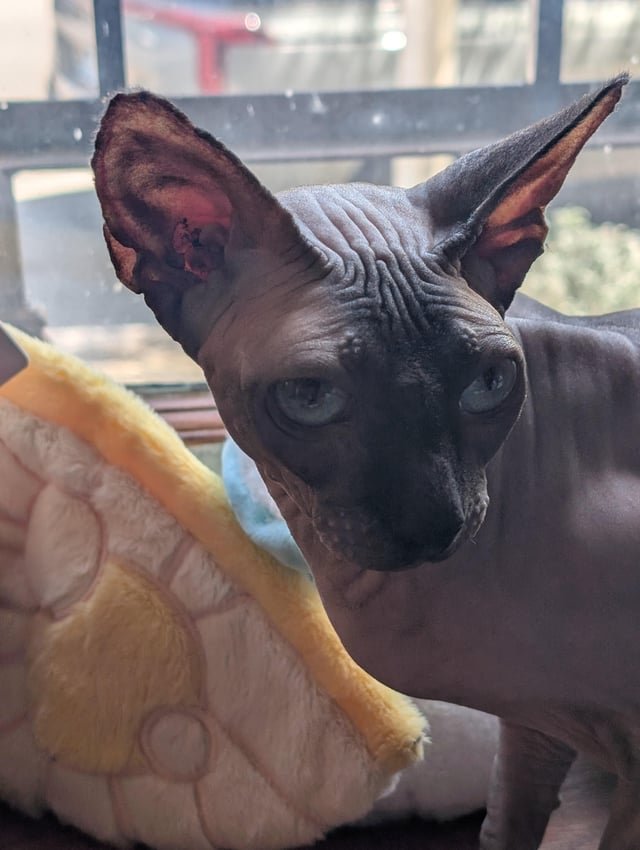 Lost Pet in Baltimore, Maryland — listing photo