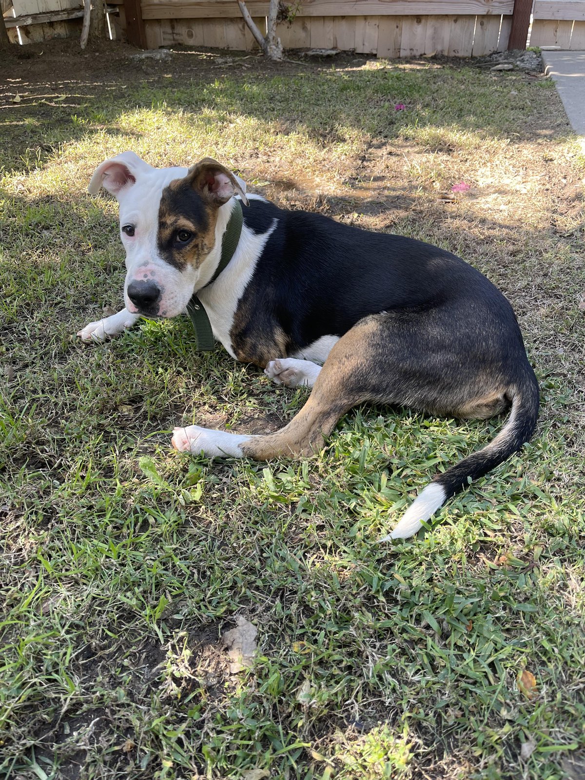 found dog in Fresno, California
