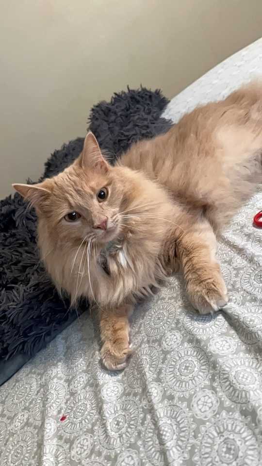 Lost Cat in Ashdown — listing photo