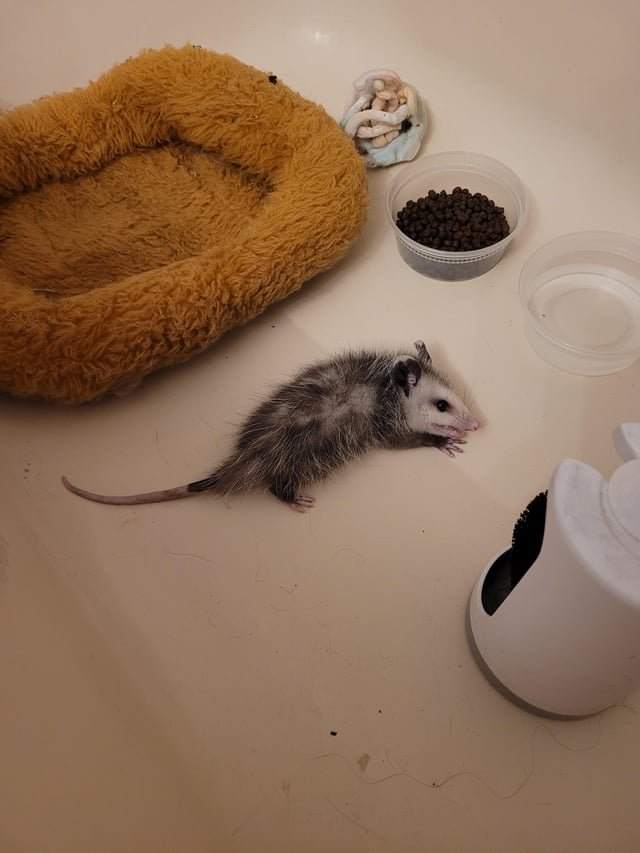 Pet alert in Indianapolis, Indiana — Baby possum. What do?