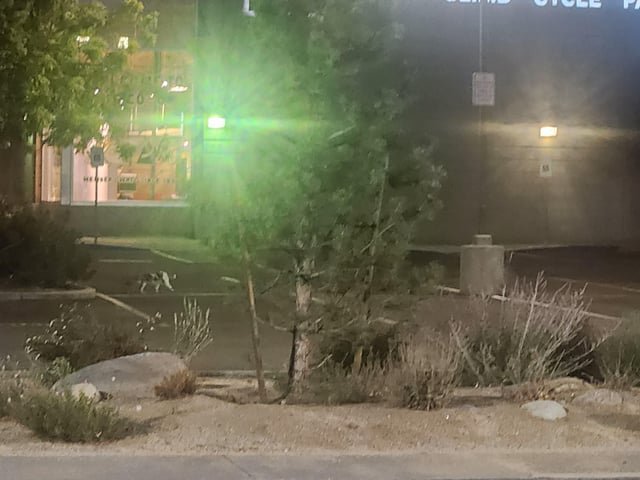 Lost Cat in Reno, Nevada — listing photo