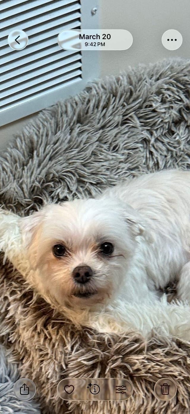 lost dog in Cincinnati, Ohio