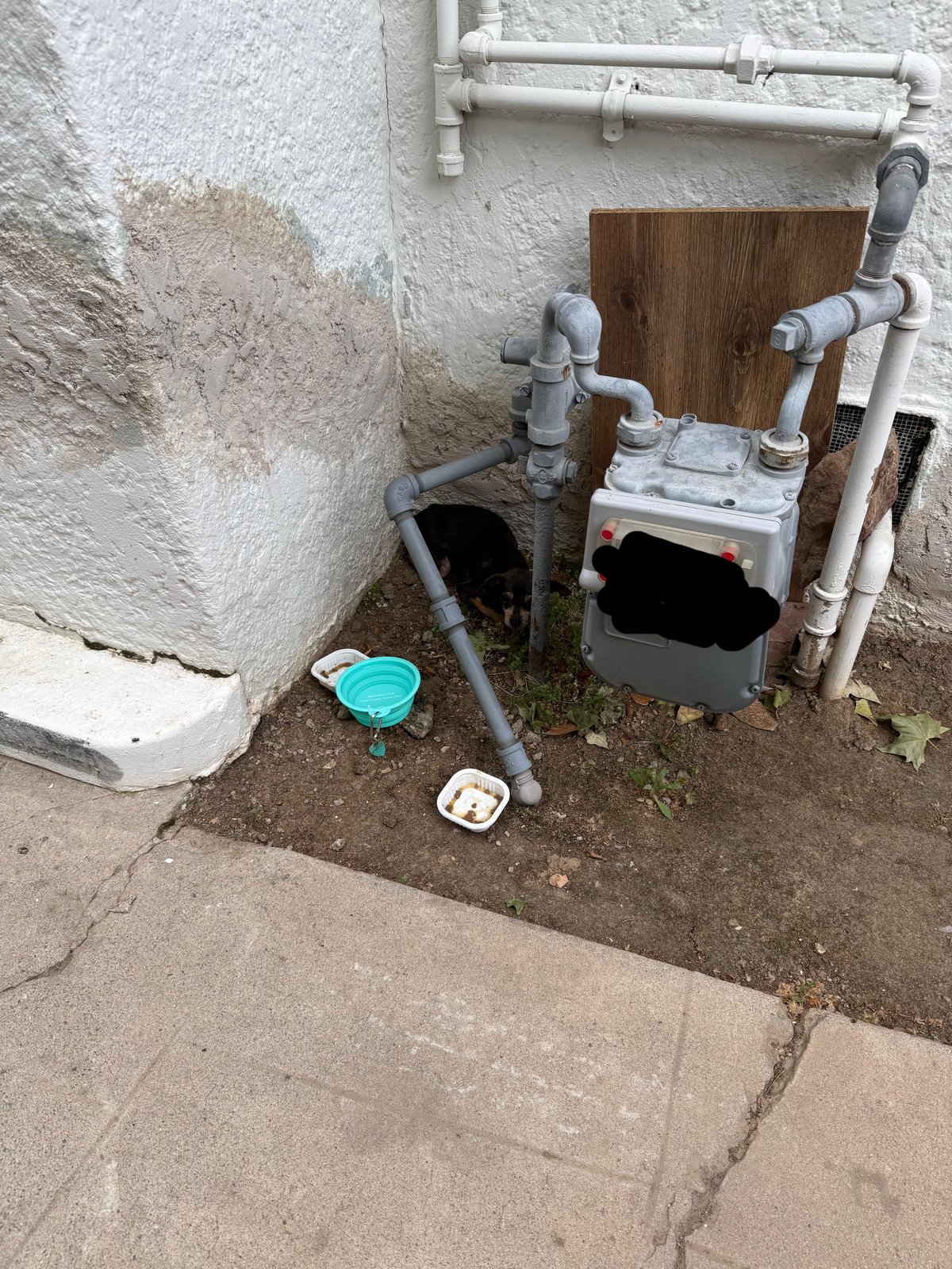 lost pet in Fresno, California