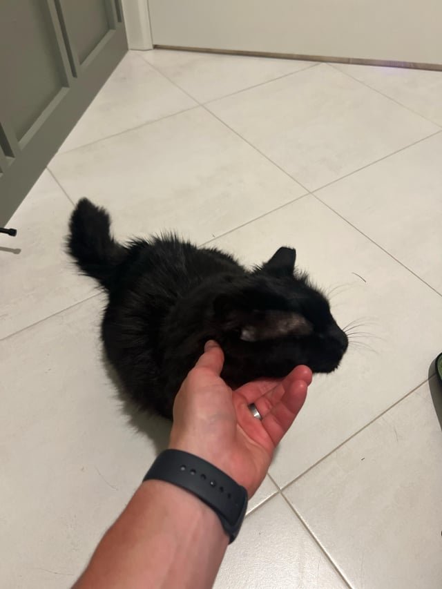 Found Dog in Oklahoma City, Oklahoma — Black cat found