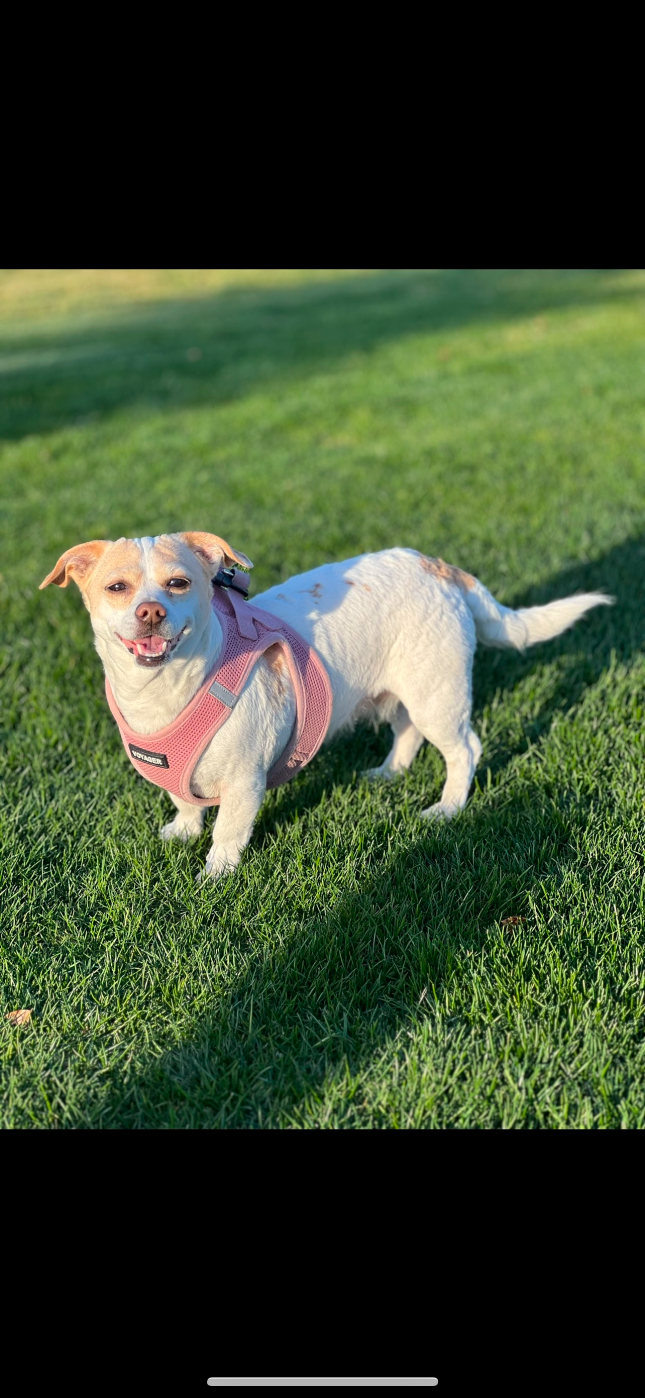 Lost Dog in AZ 85340 — listing photo