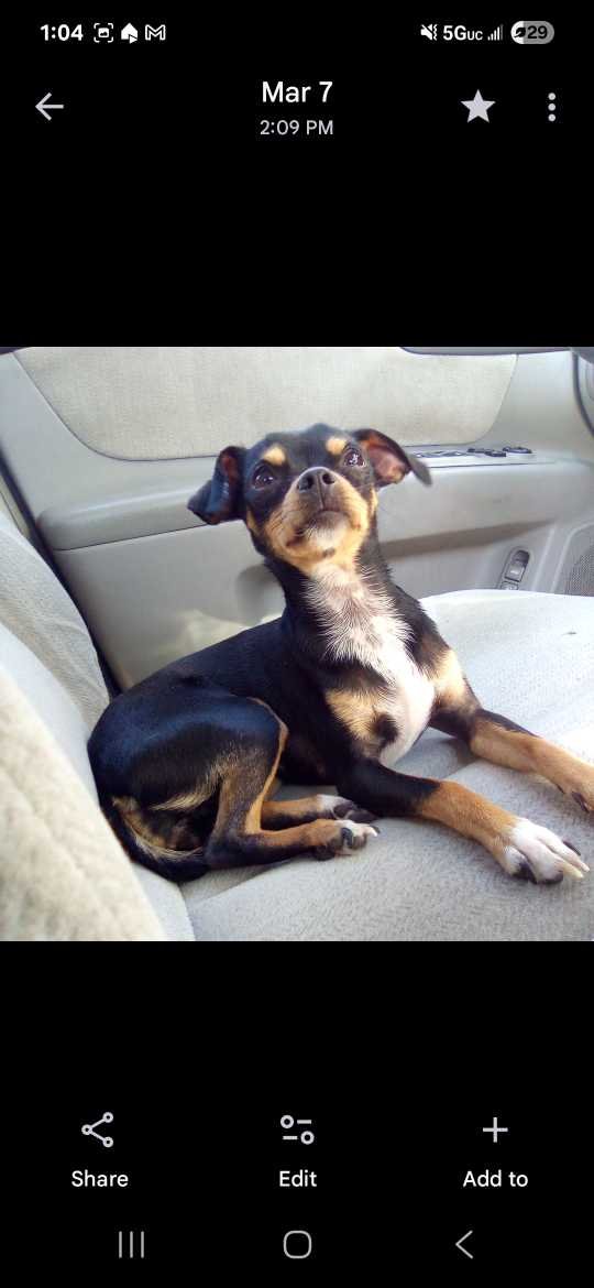 Lost Dog in Martinez, California — listing photo