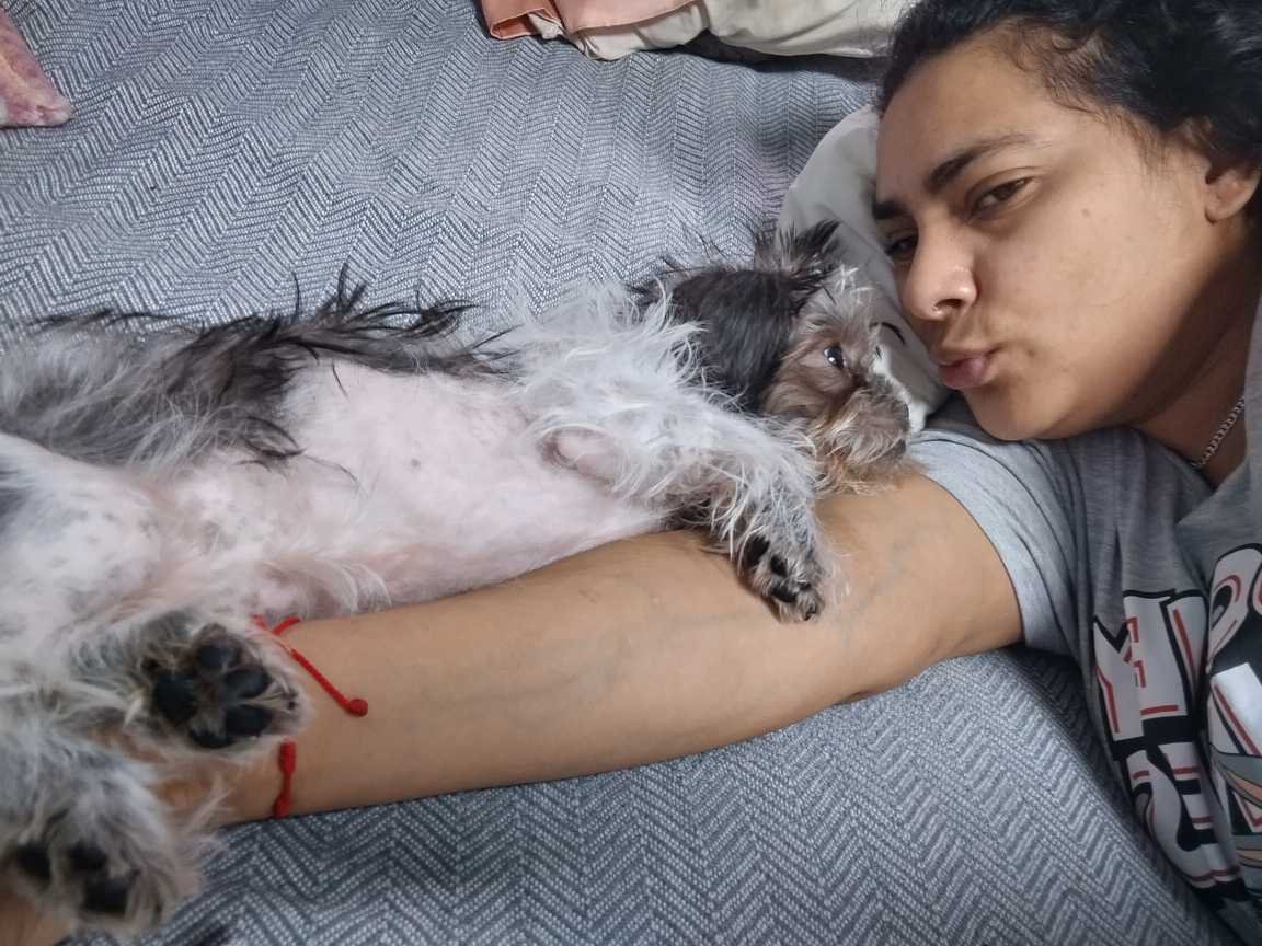 Lost Dog in Dallas, Texas — listing photo