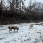 Found Dog in Memphis, Tennessee — Two dogs found off of summer in berclair