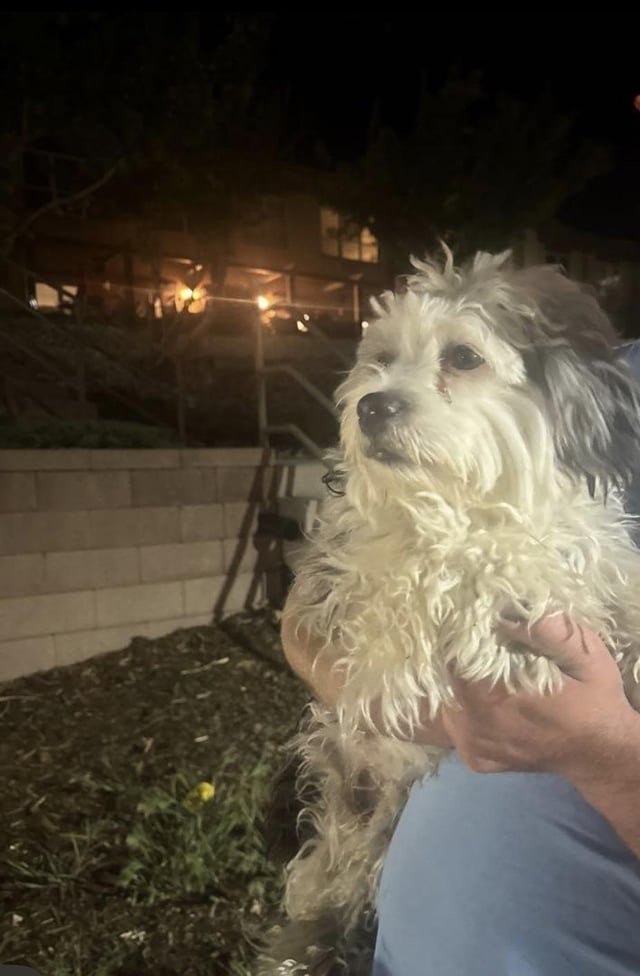 found dog in Colorado Springs, Colorado