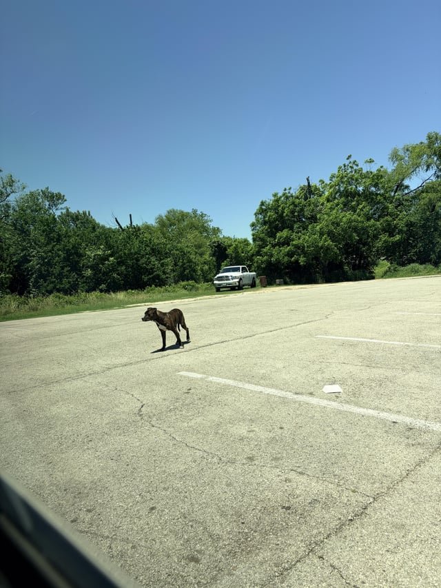 Lost Dog in San Antonio, Texas — listing photo