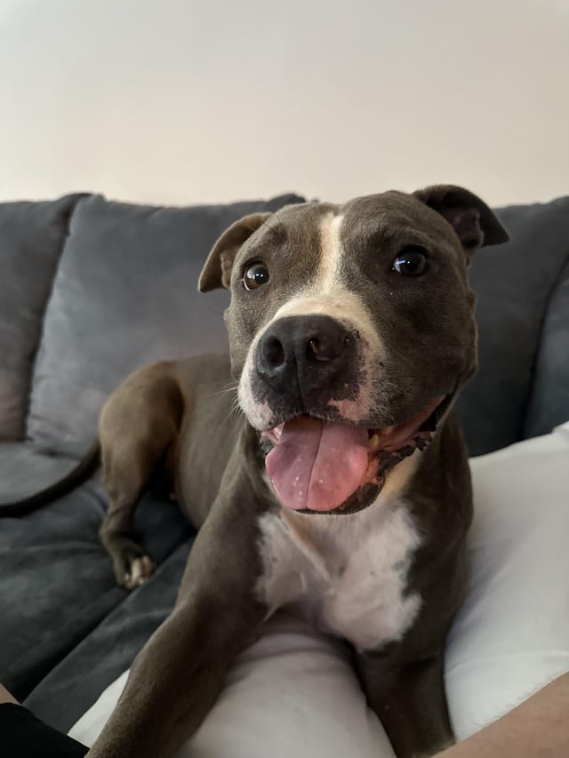 Lost Dog in Norfolk, Virginia — listing photo