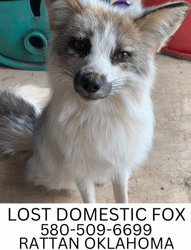 Lost Pet in oklahoma — listing photo