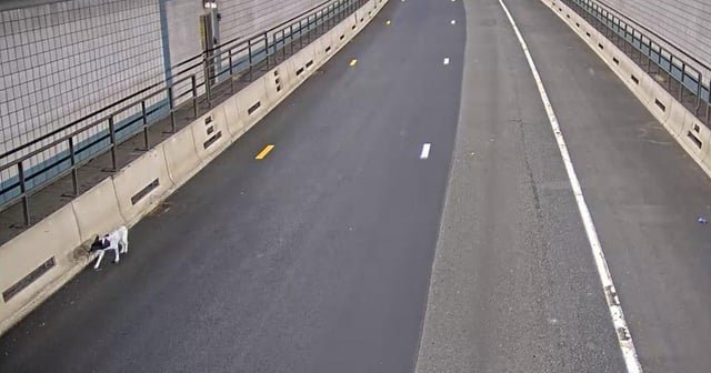 Lost Dog in Boston, Massachusetts — Dog running loose in Ted Williams Tunnel in Boston rescued by Massachusetts State Police