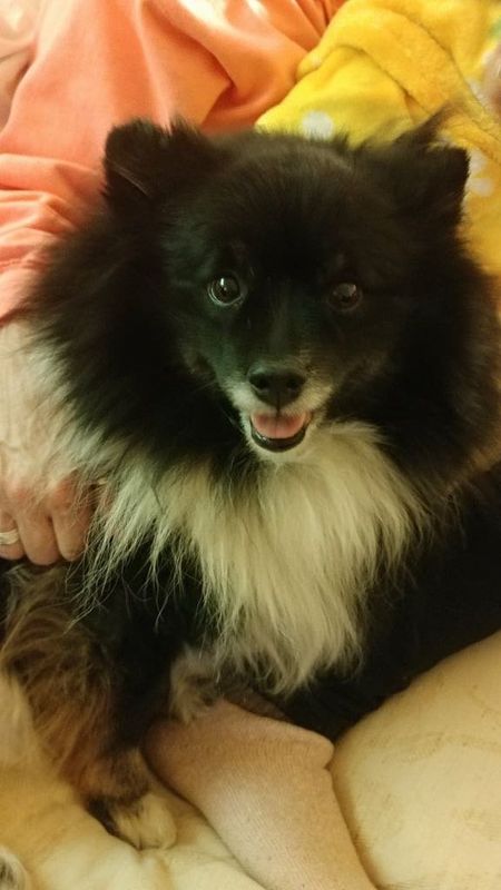 Lost Dog in Young Harris — listing photo