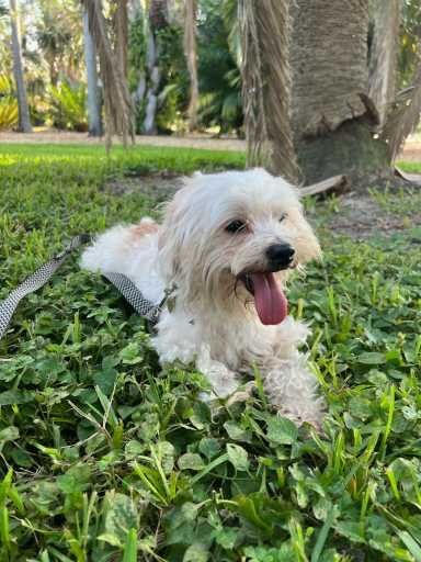 Lost Dog in Pinellas Park, Florida — listing photo