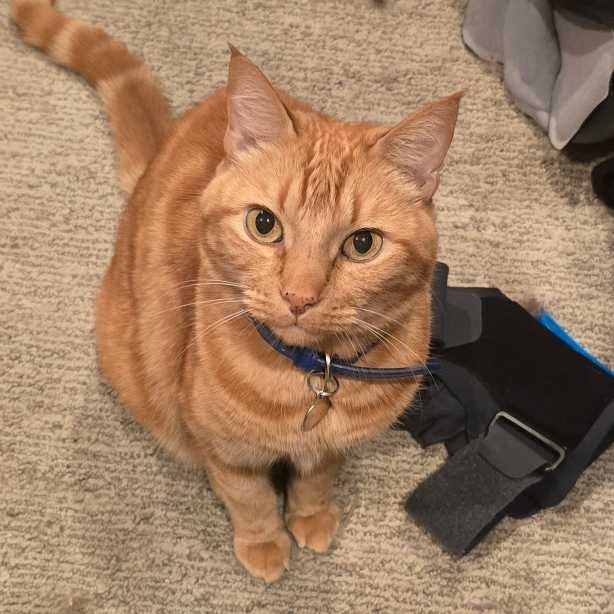 Lost Cat in Huntington Beach, California — listing photo