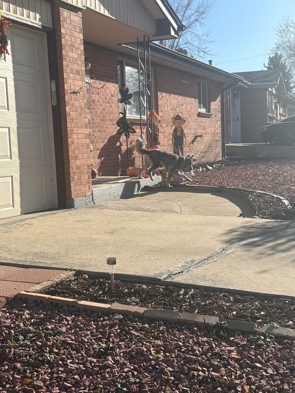 Found Dog in Denver, Colorado — listing photo